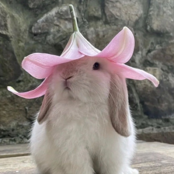 liabunny